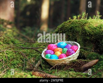colorful easter eggs in a straw basket on green moss in the forest, painted eggs in the nature at easter time Stock Photo