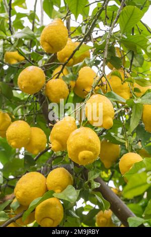Ripe yellow lemons in water drops after the rain hanging on a branch Stock Photo