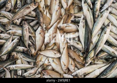 Raw fresh sea fish on a market counter. Stock Photo