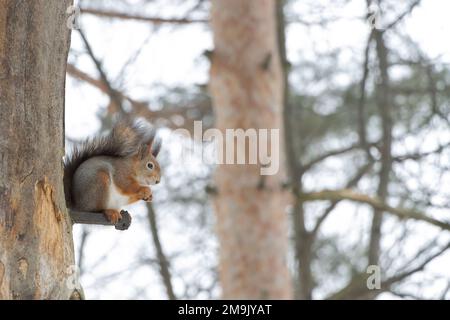 Fluffy squirrel eats nuts sitting on the wood in winter Stock Photo