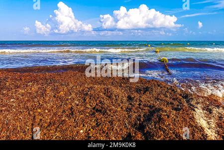The beautiful Caribbean beach totally filthy and dirty the nasty seaweed sargazo problem in Playa del Carmen Quintana Roo Mexico. Stock Photo