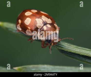 18-spot Ladybird (Myrrha octodecimguttata) on Scots Pine. Tipperary, Ireland Stock Photo