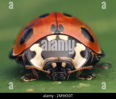 Frontal view of an Eyed Ladybird (Anatis ocellata) at rest on leaf. Tipperary, Ireland Stock Photo