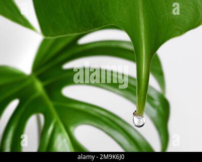 close up of a monstera leaf with water drop isolated on white background, Guttation of housplants concept Stock Photo