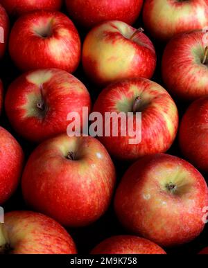 Fresh harvested Honey Crisp apples, Upper Hood River Valley, Oregon, USA Stock Photo