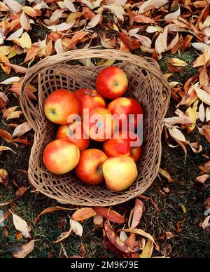Fresh Fuji apples in basket with autumn leaves, Upper Hood River Valley, Oregon, USA Stock Photo