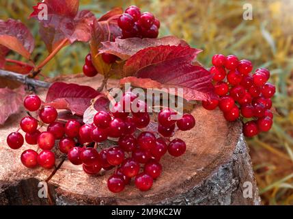 ripe red viburnum berries on a green background Stock Photo