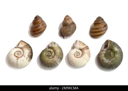 Sea shells isolated on white background. View from above Stock Photo