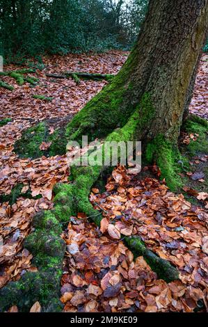 Keston Common near the village of Keston in Kent, UK. Tree roots covered in green moss and surrounded by red leaves. Seen in winter. Stock Photo