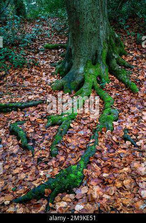 Keston Common near the village of Keston in Kent, UK. Tree roots covered in green moss and surrounded by red leaves. Seen in winter. Stock Photo