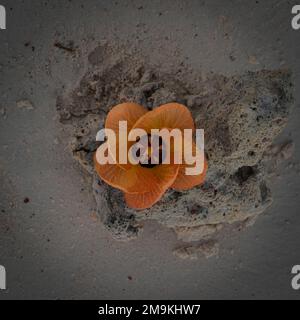 Orange flower on a bush in the Seychelles. Stock Photo