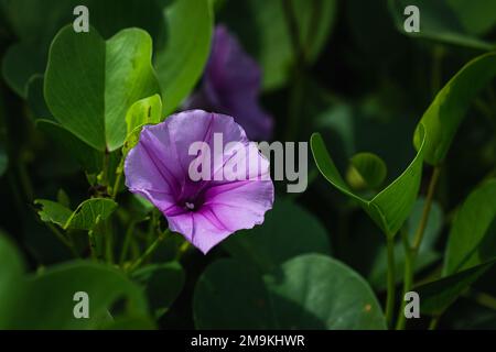 Purple flower on a bush in the Seychelles. Stock Photo