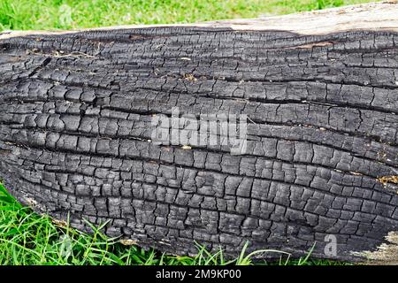 Burnt tree trunk over the grass Stock Photo