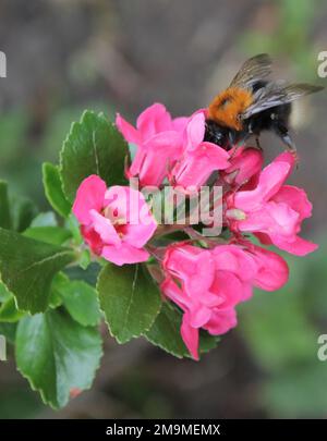 Bumble bees pollinating flowers in a British garden, Insect pollination in summer, UK Stock Photo
