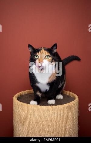 overweight calico cat standing on sisal scratching barrel licking lips looking hungry Stock Photo