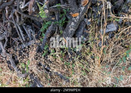 Chopped firewood -Preperation for winter. View above Stock Photo