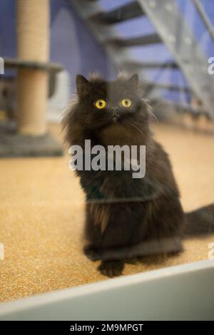 fluffy black persian cat at the animal shelter sitting behind window waiting for adoption Stock Photo