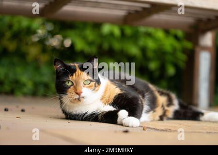 lazy calico cat resting outdoors lying on side under a bench looking at camera Stock Photo