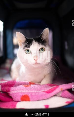 white cat resting inside of pet carrier box with pink blanket looking at camera curiously Stock Photo