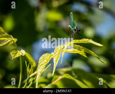 A beautiful dragonfly resting on a tree branch Stock Photo