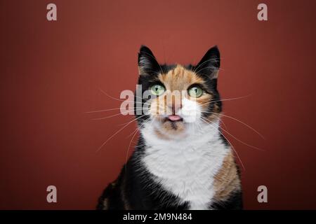 Chunky Calico Cat sticking out tongue, making funny face. Studio portrait on red background with copy space Stock Photo