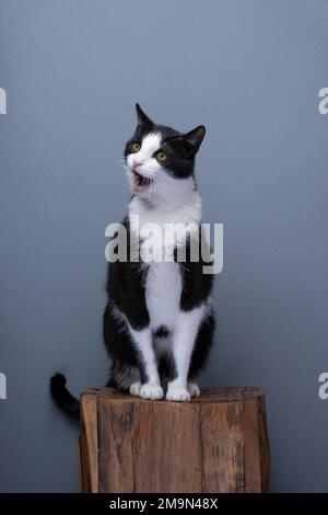 tuxedo cat with mouth open, sitting on wooden pedestal meowing. full body shot on gray background with copy space Stock Photo