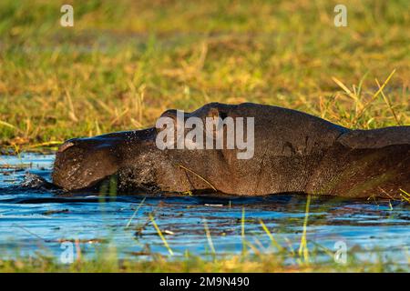 Hippopotamus (Hippopotamus amphibius) grazing, Chobe National Park, Botswana. Stock Photo