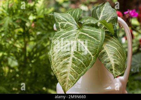 Arrow-Head Vine, (Syngonium podophyllum) in a vase in a garden Stock Photo