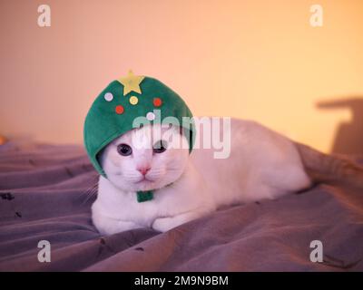 Mitzie the Flamepoint Siamese in Christmas Tree Costume Stock Photo