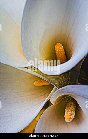 Calla Abstract 2 Stock Photo