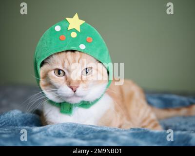Mika the orange tabby as a Christmas Tree Stock Photo