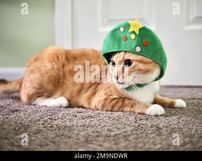 Mika the orange tabby as a Christmas Tree Stock Photo