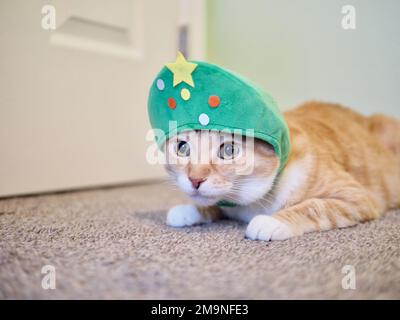 Mika the orange tabby as a Christmas Tree Stock Photo