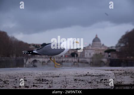 Rome, Italy. 18th Jan, 2023. Seagull on Ponte Umberto I in Rome (Photo by Matteo Nardone/Pacific Press) Credit: Pacific Press Media Production Corp./Alamy Live News Stock Photo