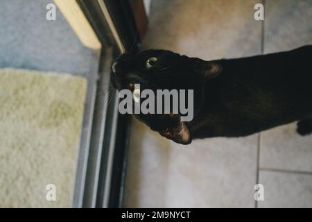 a black cat sitting on a tiled floor, trending on