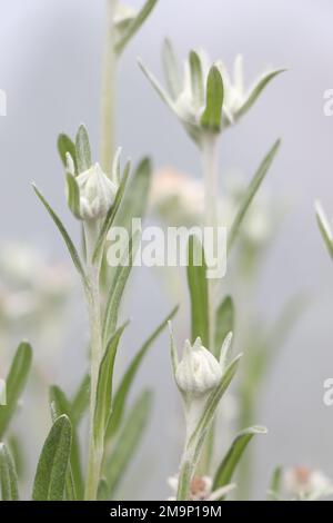 Blooming of Edelweiss flower. Leontopodium alpinum or Blossom of Snow Stock Photo