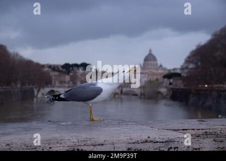 Rome, Italy. 18th Jan, 2023. Seagull on Ponte Umberto I in Rome (Photo by Matteo Nardone/Pacific Press/Sipa USA) Credit: Sipa USA/Alamy Live News Stock Photo