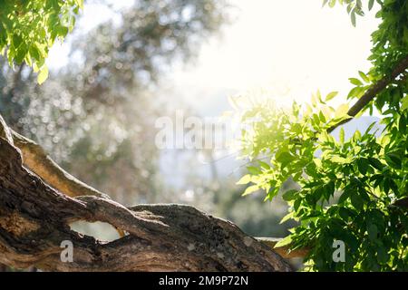 Green leaf for nature on a blurred background with beautiful bokeh and space for text copy, space for product. MOCK-UP for cosmetic product. Stock Photo