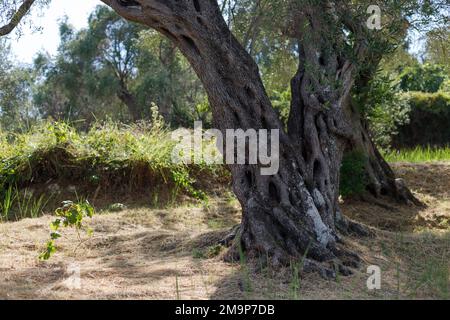 Close-up of an old olive tree in an olive grove Stock Photo