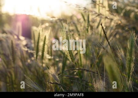 Summer meadow with green grass and backlit texture background. Copy space for text. Selective focus shallow DOF Stock Photo