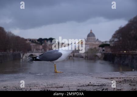 Rome, RM, Italy. 18th Jan, 2023. Seagull on Ponte Umberto I in Rome (Credit Image: © Matteo Nardone/Pacific Press via ZUMA Press Wire) EDITORIAL USAGE ONLY! Not for Commercial USAGE! Stock Photo