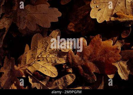 Autumn oak leaves with water drops texture background. Dry fallen leaves under the tree on rainy day. Copy space for text. Selective focus shallow DOF Stock Photo