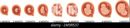 Fetal stages. Human embryo growth process. Pregnancy cartoon icon isolated on white background Stock Vector