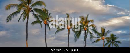 Palm trees witth sunset light. Hawaii, The Big Island Stock Photo