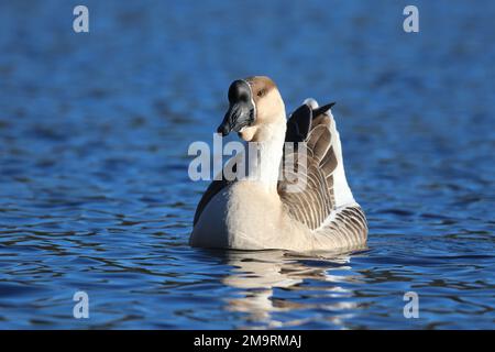 Swan goose or Chinese goose Anser cygnoides swimming on a blue lake in winter Stock Photo