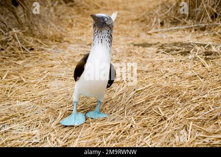 Blue-footed booby is easily recognizable by its distinctive bright blue feet, which is a sexually selected trait and a product of their diet Stock Photo