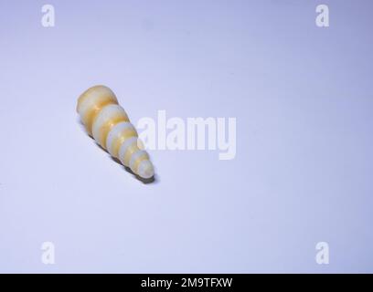 Turritella shell, Turritella is a genus of medium-sized sea snails with an operculum, marine gastropod mollusks in the family Turritellidae. Stock Photo