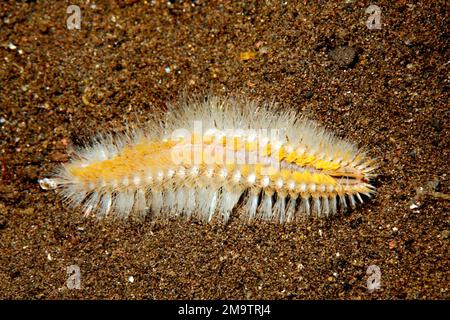 Bristle Worm, or Fireworm, Chloeia sp.Tulamben, Bali, Indonesia. Bali Sea, Indian Ocean Stock Photo