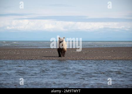 Coastal Alaskan brown bear scanning the water of the Silver Salmon river looking for the movement of returning salmon in the rising tide. Stock Photo