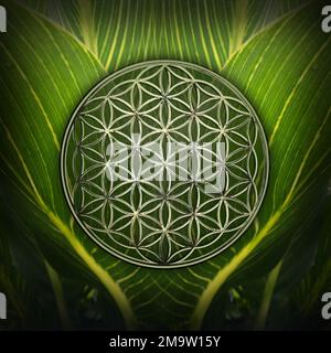 Flower of life on green canna leaf background Stock Photo